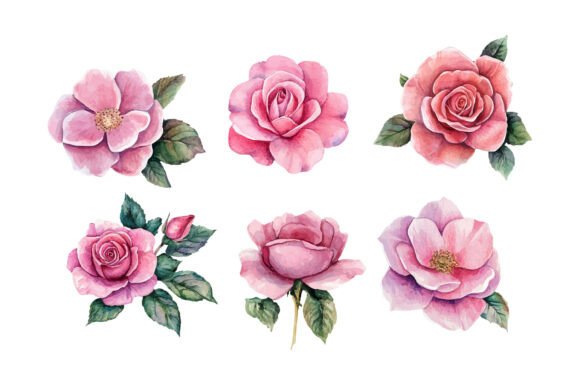 Pink Rose Watercolor Vector Guide